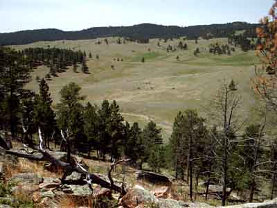 http://www.mountainsmagnificent.com/rocky-mountains-ponderosa-pine/rocky-mountains-ponderosa-pine-forest.jpg